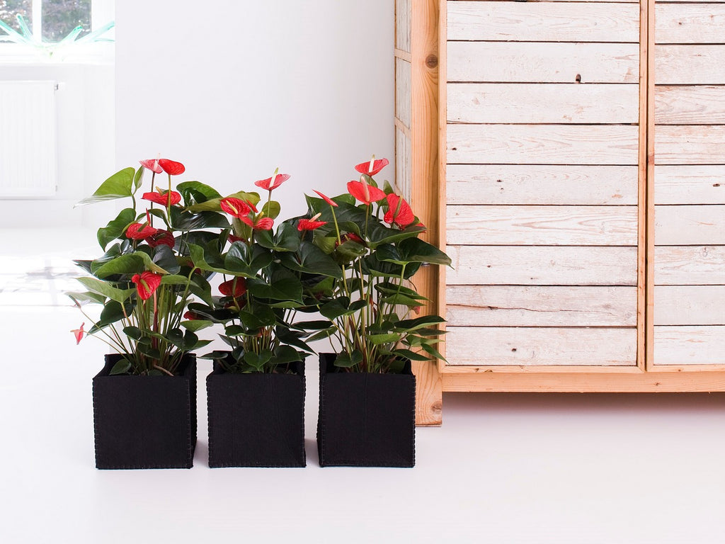 Red Anthurium – Houseplant