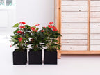 Red Anthurium – Houseplant