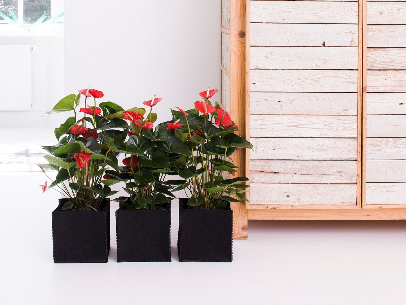 Red Anthurium – Houseplant
