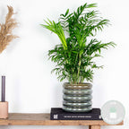 Chamaedorea Elegans – Planta de interior