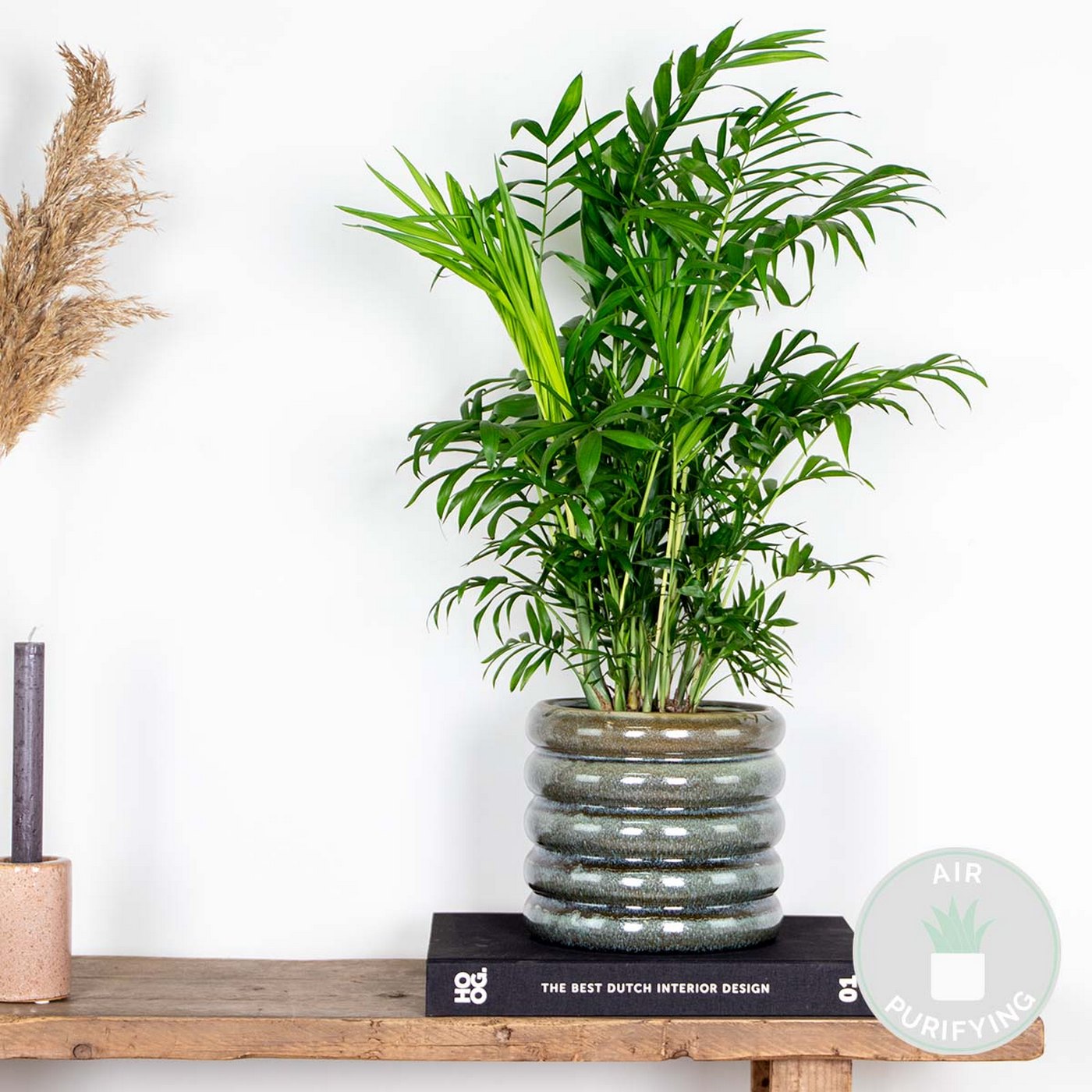 Chamaedorea Elegans – Planta de interior