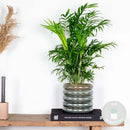 Chamaedorea Elegans – Plante d'Intérieur