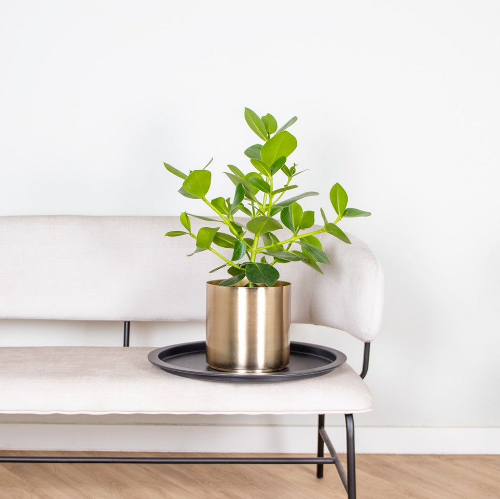 Clusia Rosea Princess – Planta de interior