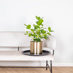Clusia Rosea Princess – Planta de interior