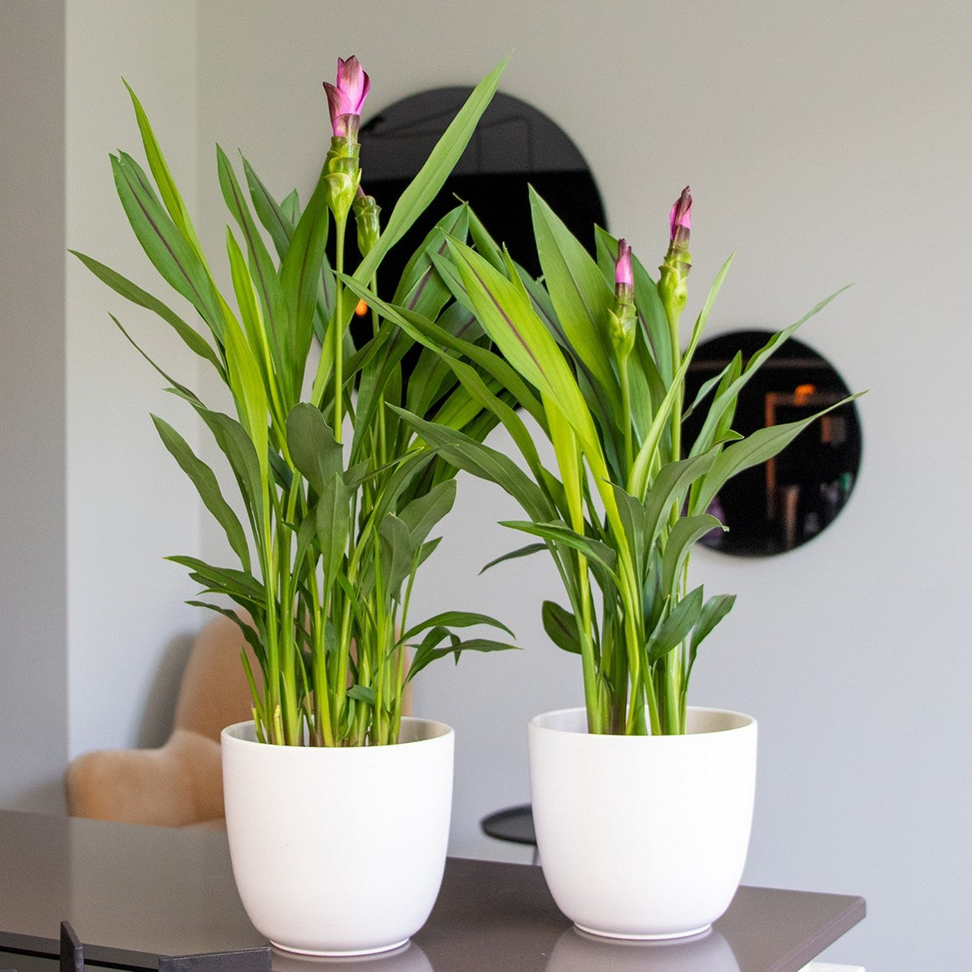 Cúrcuma siamés – Planta de interior