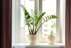 ZZ Plant – Indoor Plant