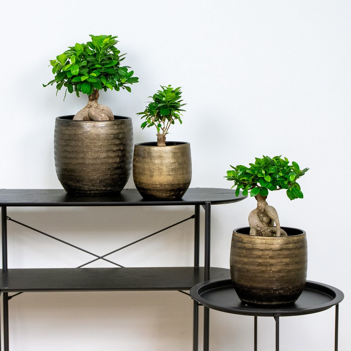 Lot De 2 Ficus Ginseng – Plante D'Intérieur
