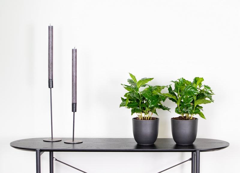 Lot de 2 Caféiers Arabica – Plante d'Intérieur