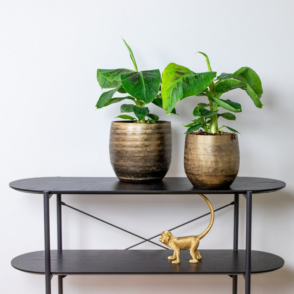 Platanera Musa Tropicana – Planta de interior