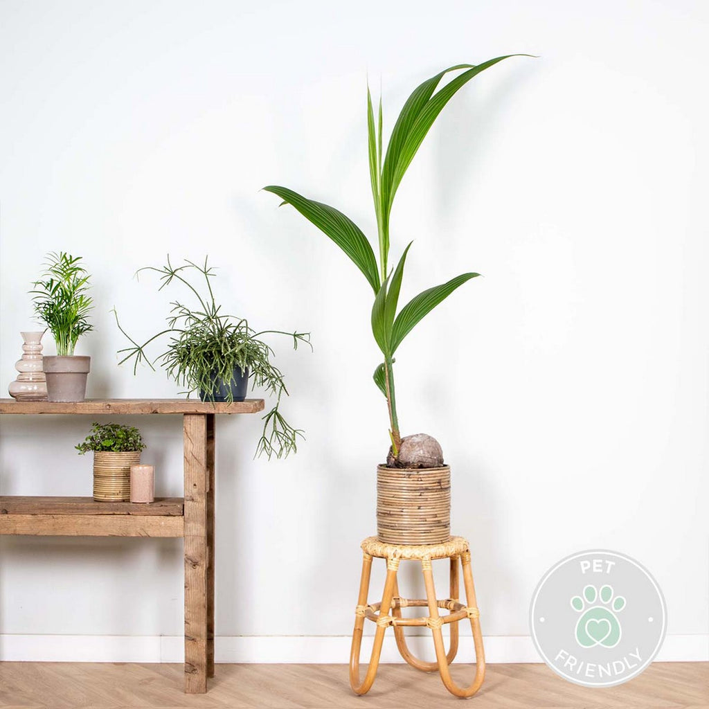 Cocos Nucifera – Planta de interior