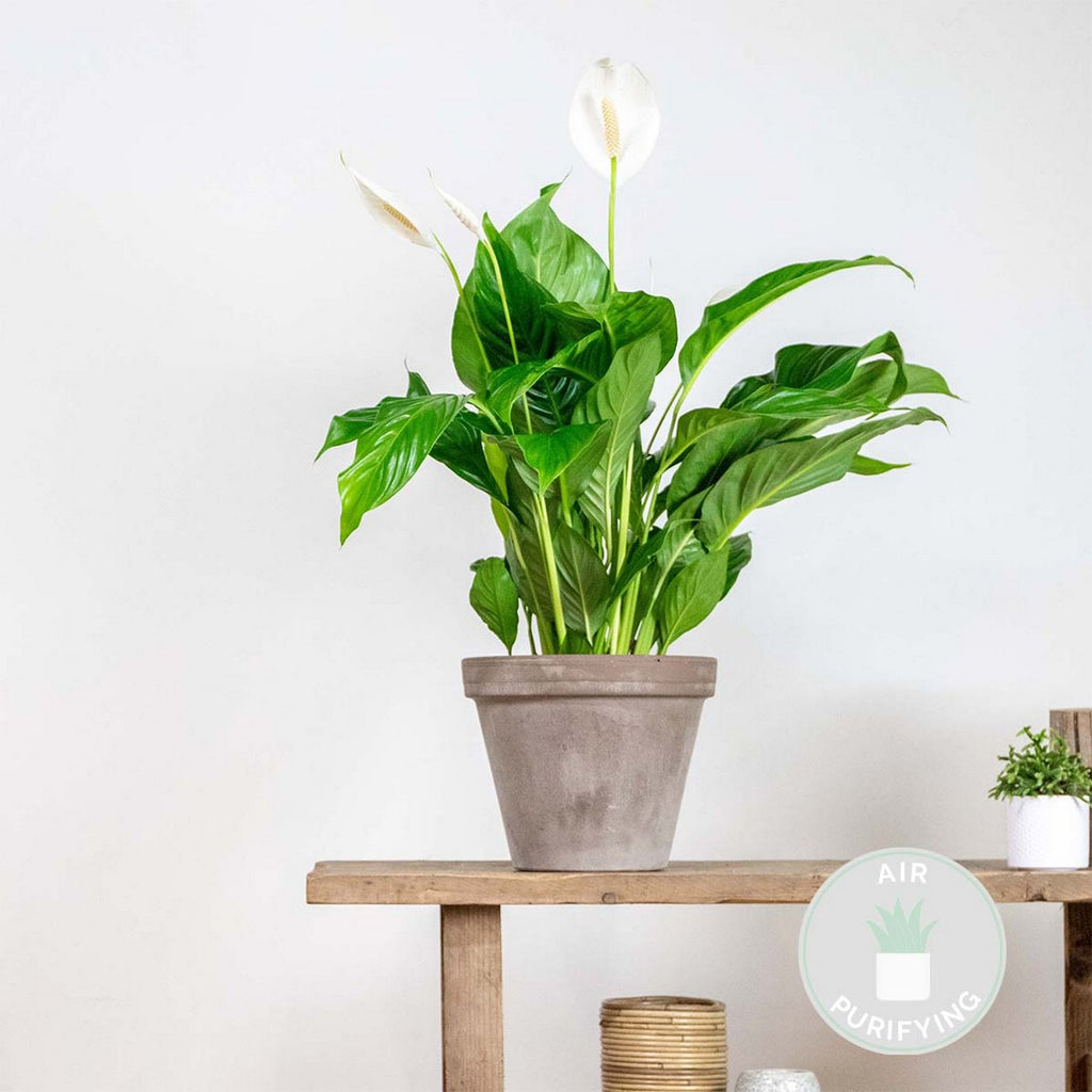Spathiphyllum Bingo Cupido – Planta de Interior