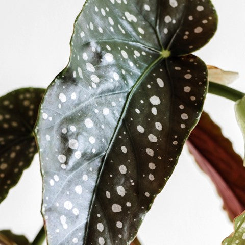 Begonia Wightii – Indoor Plant