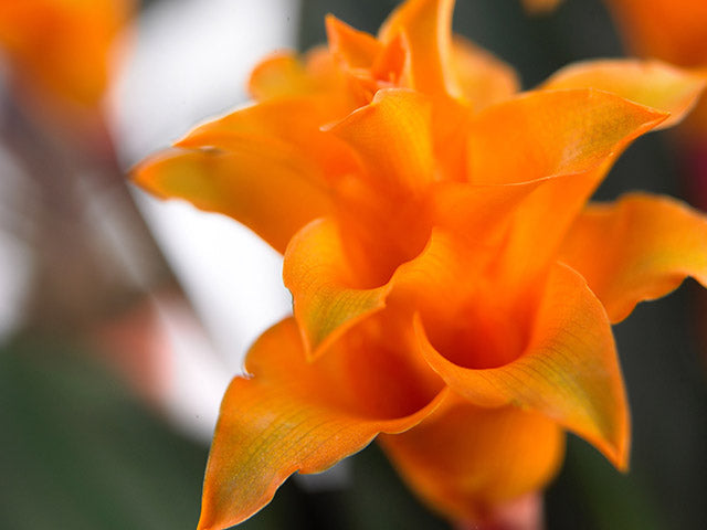 Calathea Crocata Candela – Planta de interior