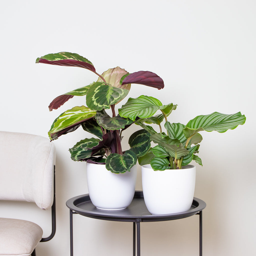 Lote de 2 calatheas Medallion y Orbifolia – Planta de interior