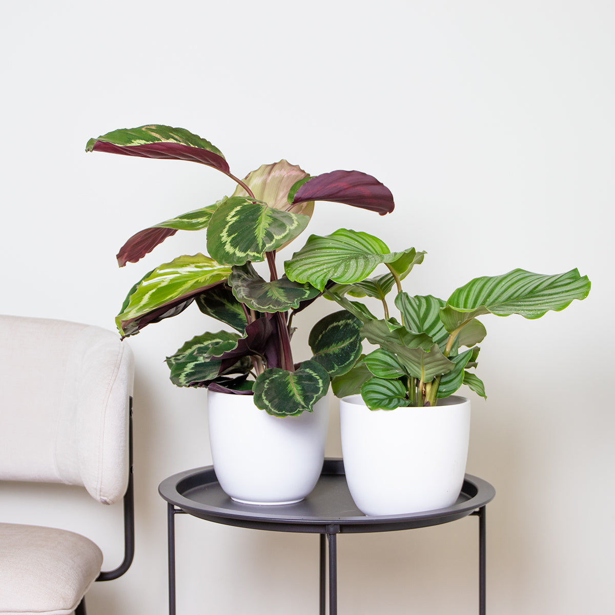 Lote de 2 calatheas Medallion y Orbifolia – Planta de interior