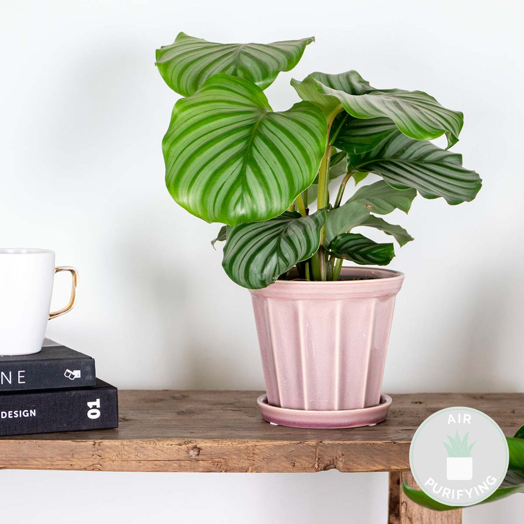 Calathea Orbifolia – Houseplant