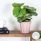 Calathea Orbifolia – Houseplant