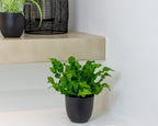 Asplenium Crispy Wave – Houseplant