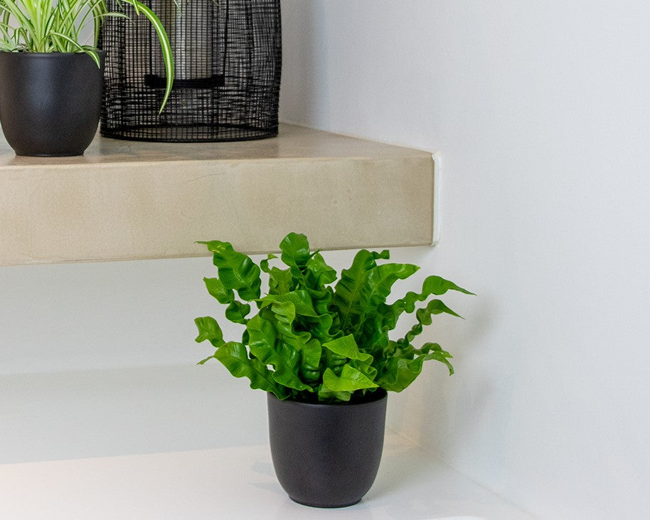 Asplenium Crispy Wave – Houseplant