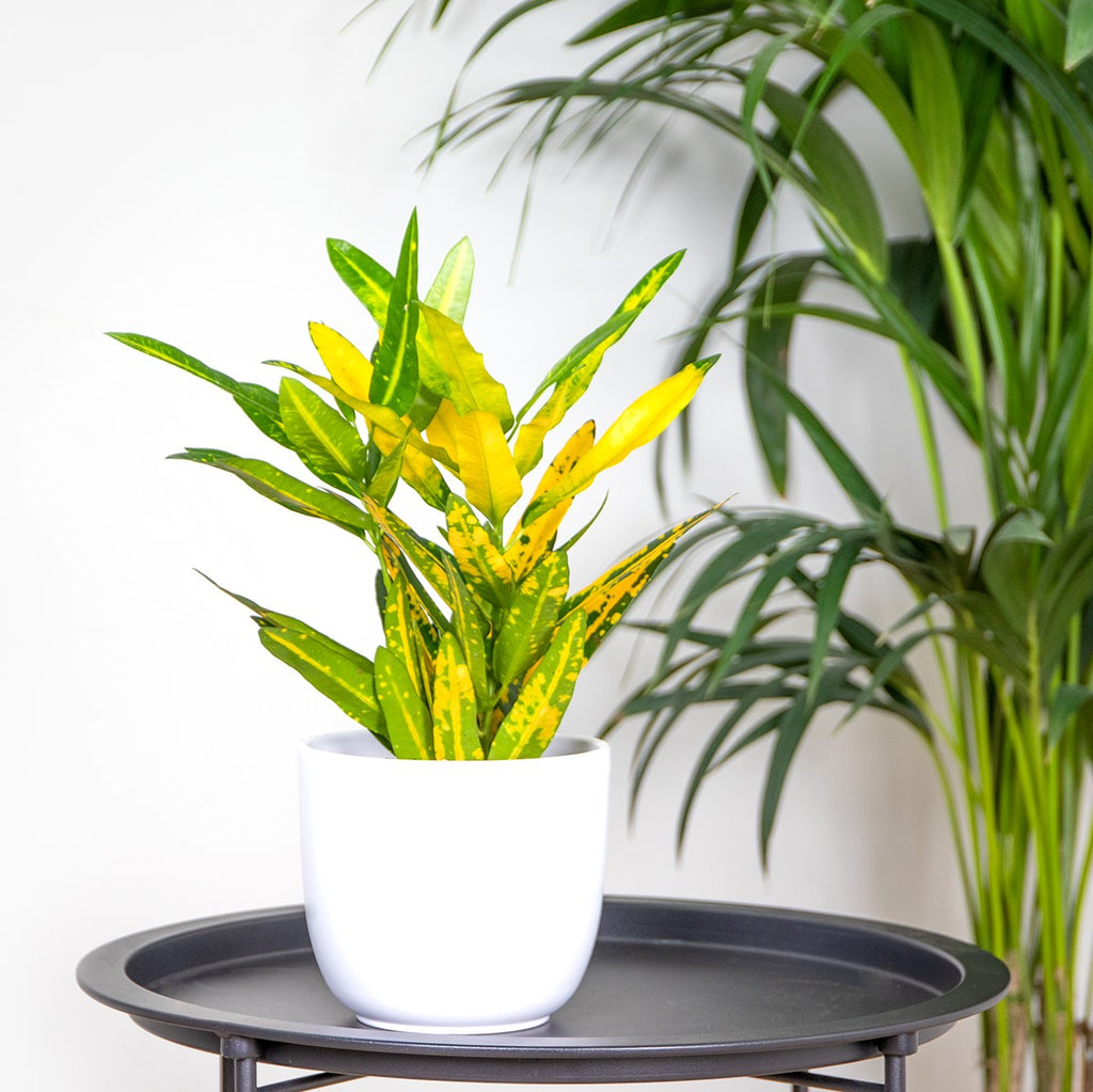 Codiaeum Sunny Star – Indoor Plant