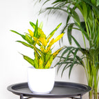 Codiaeum Sunny Star – Indoor Plant