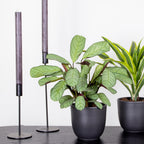Ctenanthe Amagris – Indoor Plant