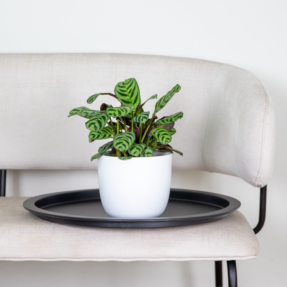 Ctenanthe Burle-Marxii – Planta de interior