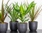 Dracaena Lemon Lime – Houseplant