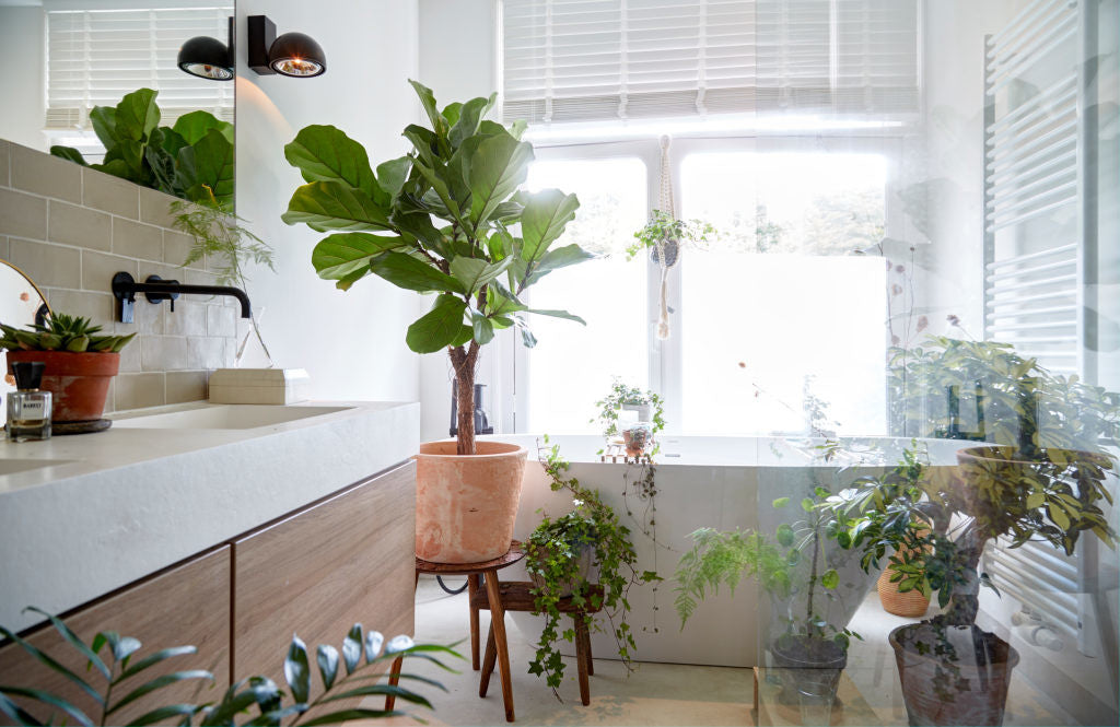 Ficus Lyrata – Planta de interior