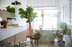 Ficus Lyrata – Planta de interior