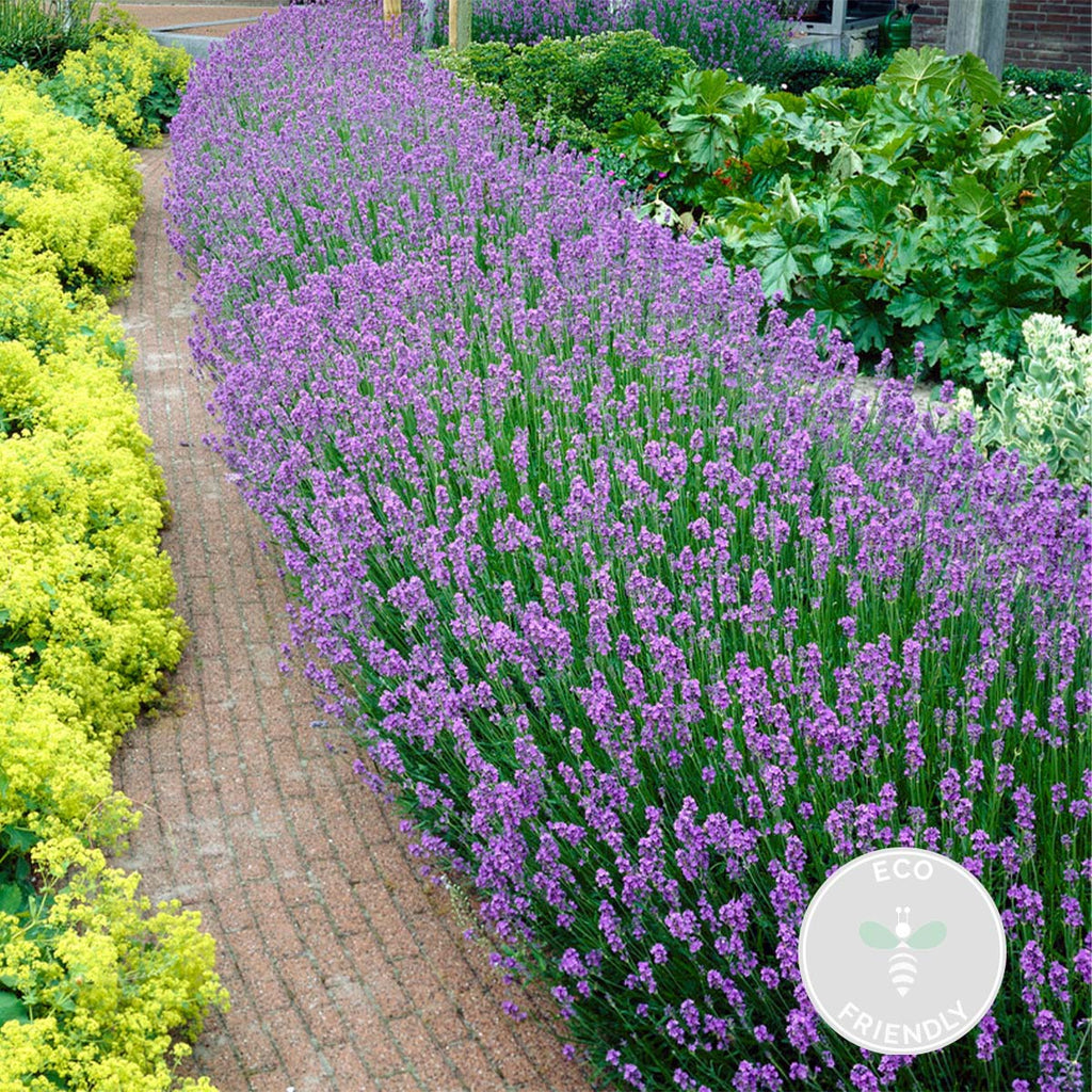 Set of 6 Lavenders – Outdoor Plant