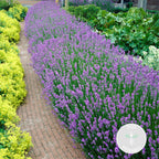 Set of 6 Lavenders – Outdoor Plant