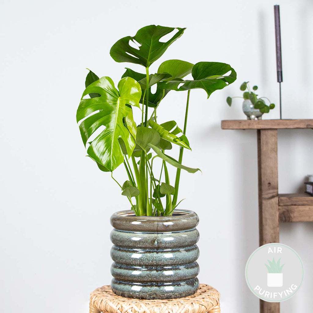 Monstera Deliciosa – Indoor Plant