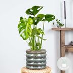 Monstera Deliciosa – Indoor Plant