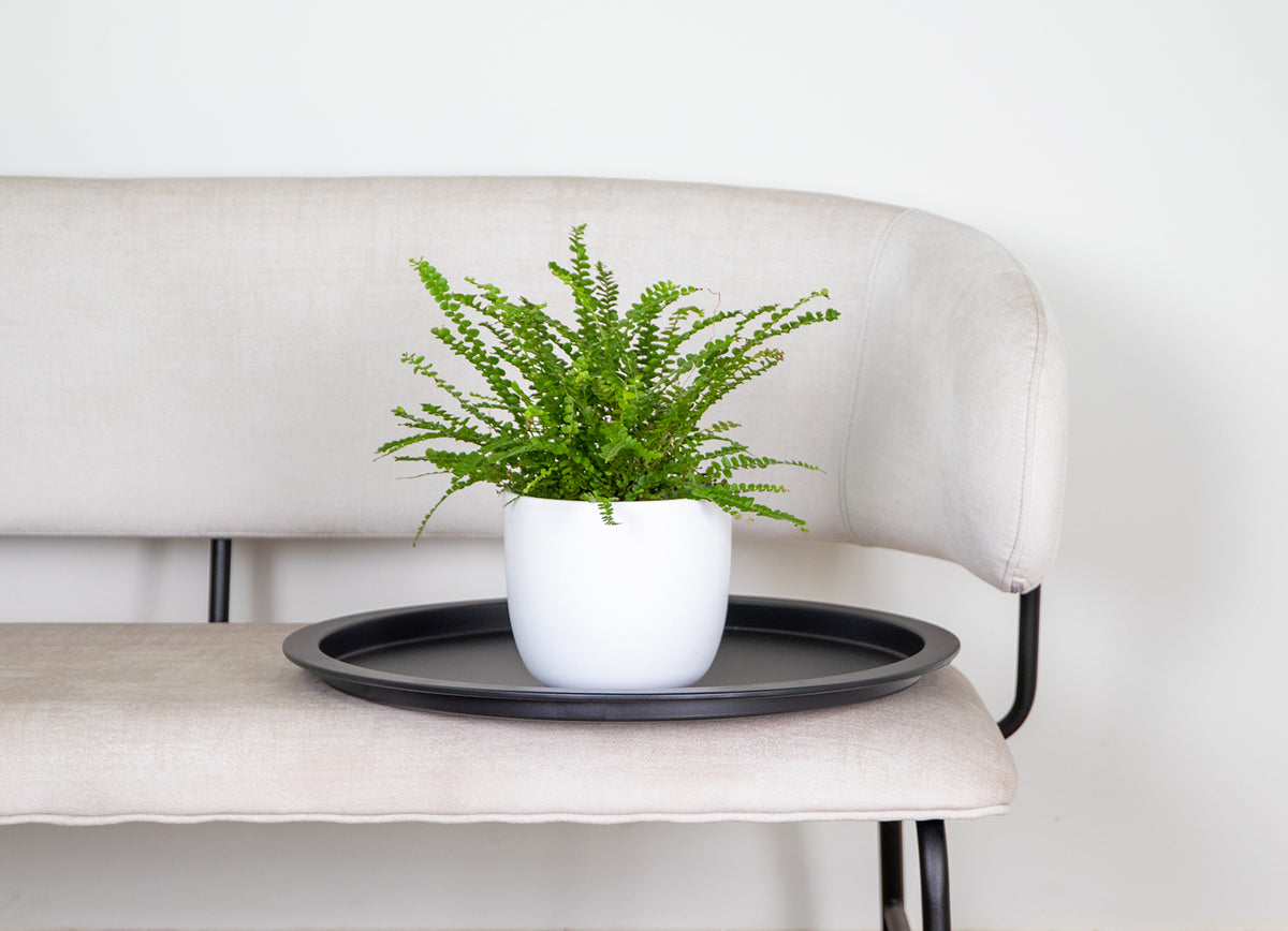 Nephrolepis Duffii – Indoor Plant