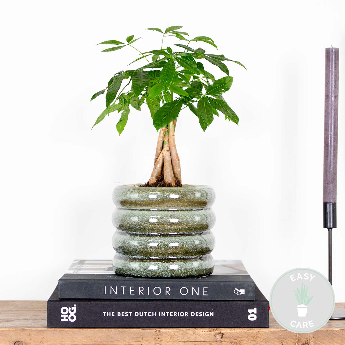 Pachira Árbol del Dinero – Planta de interior