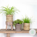 Mezcla de 3 plantas aptas para mascotas – Planta de interior