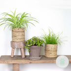 Mezcla de 3 plantas aptas para mascotas – Planta de interior