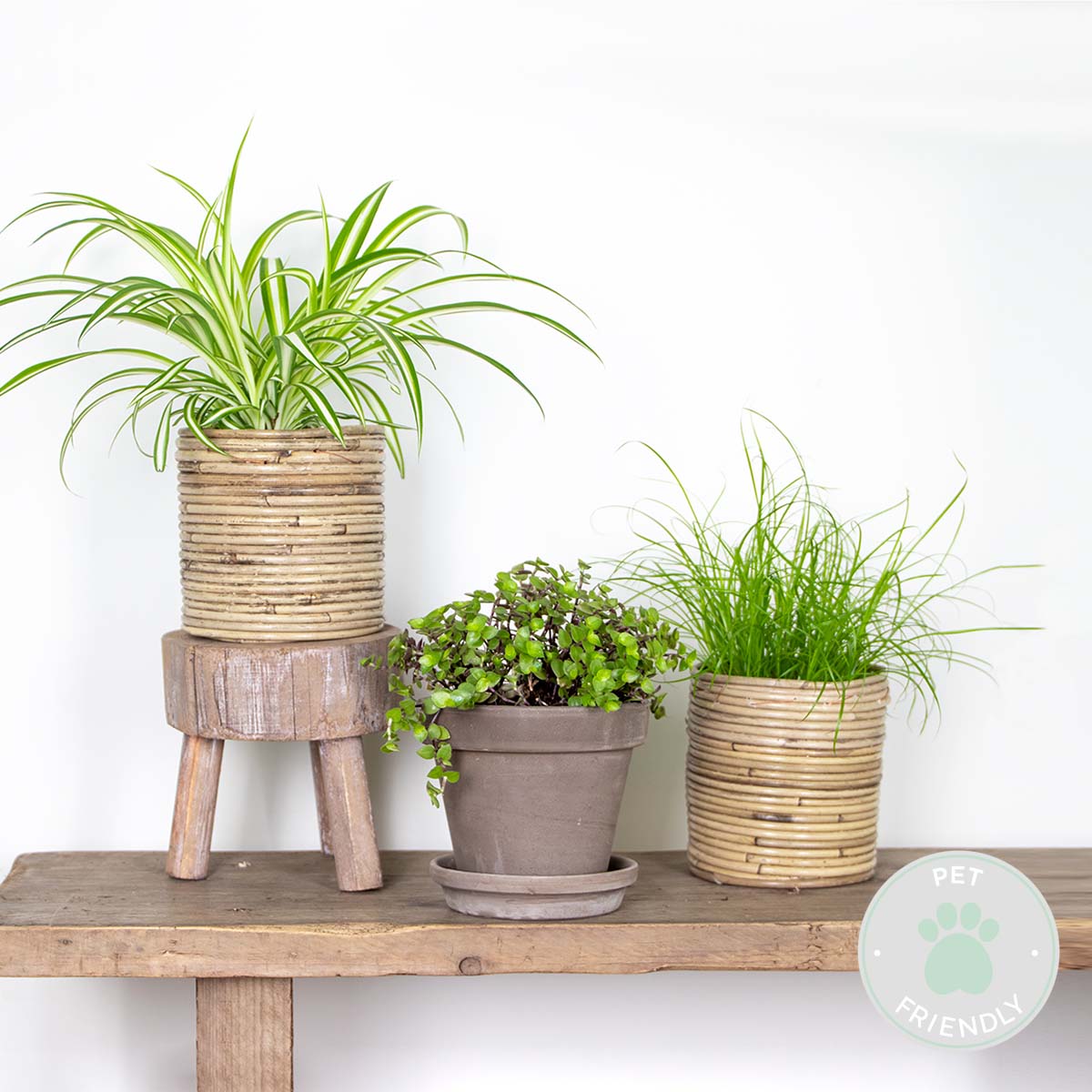 Mezcla de 3 plantas aptas para mascotas – Planta de interior