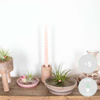 Mélange De 5 Tillandsias – Plante D'Intérieur