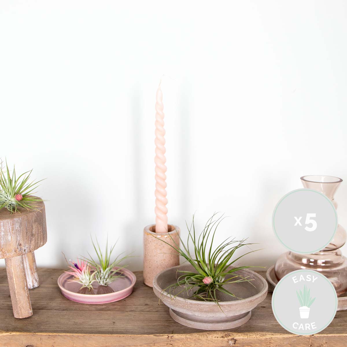 Mélange De 5 Tillandsias – Plante D'Intérieur