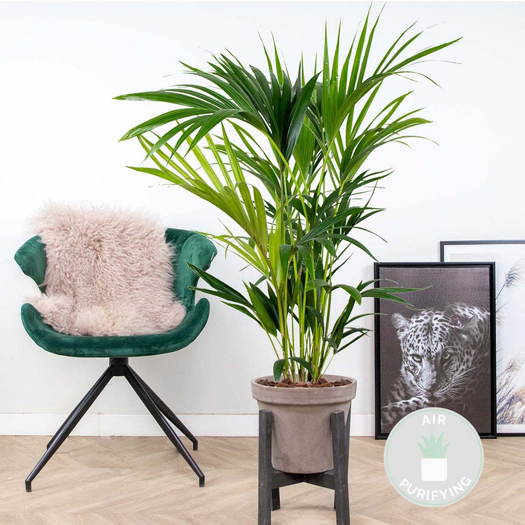 Palmier Kentia – Plante D'Intérieur
