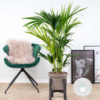 Palmier Kentia – Plante D'Intérieur