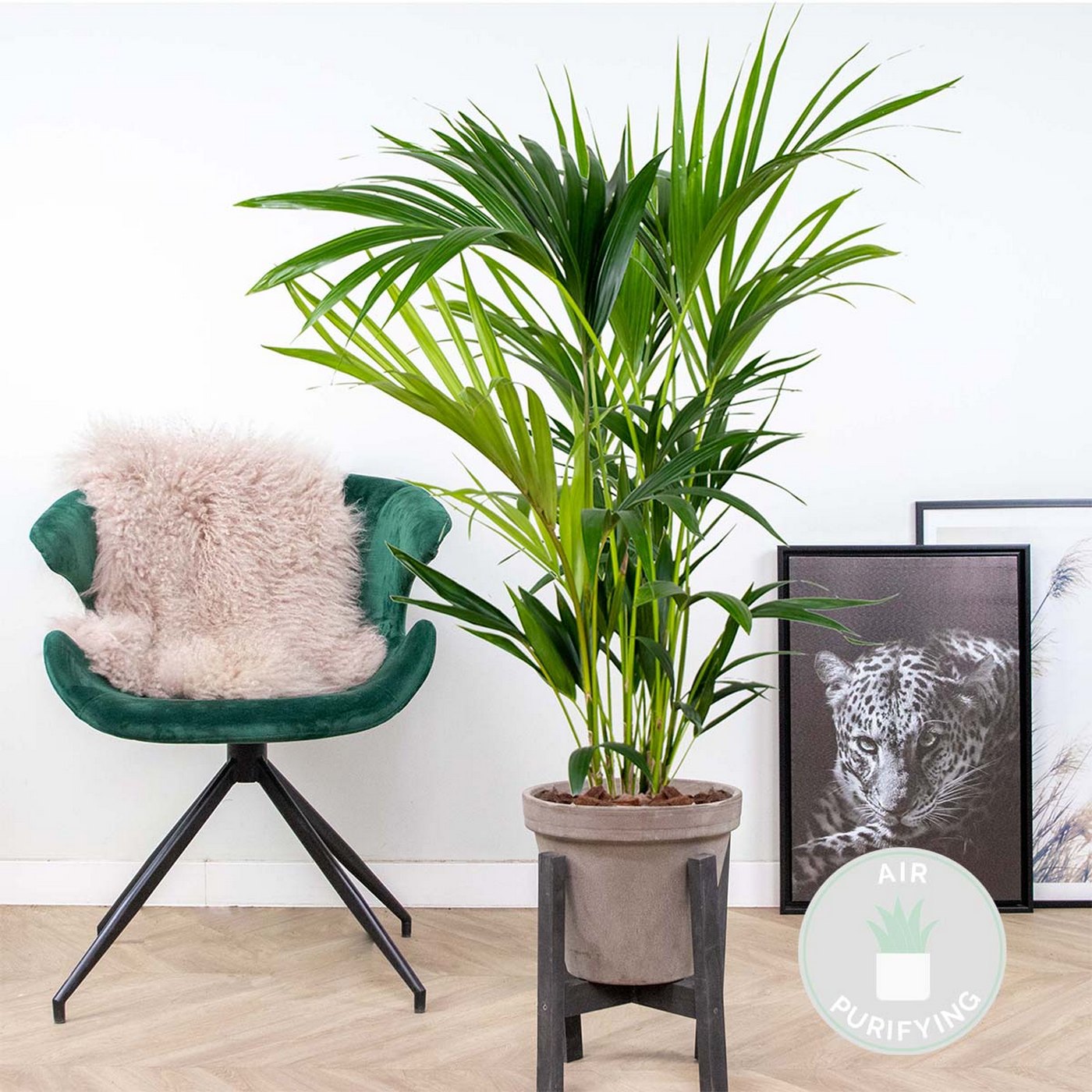 Palmier Kentia – Plante D'Intérieur