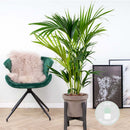Kentia Palm