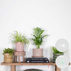 Mezcla de 4 plantas aptas para mascotas – Planta de interior