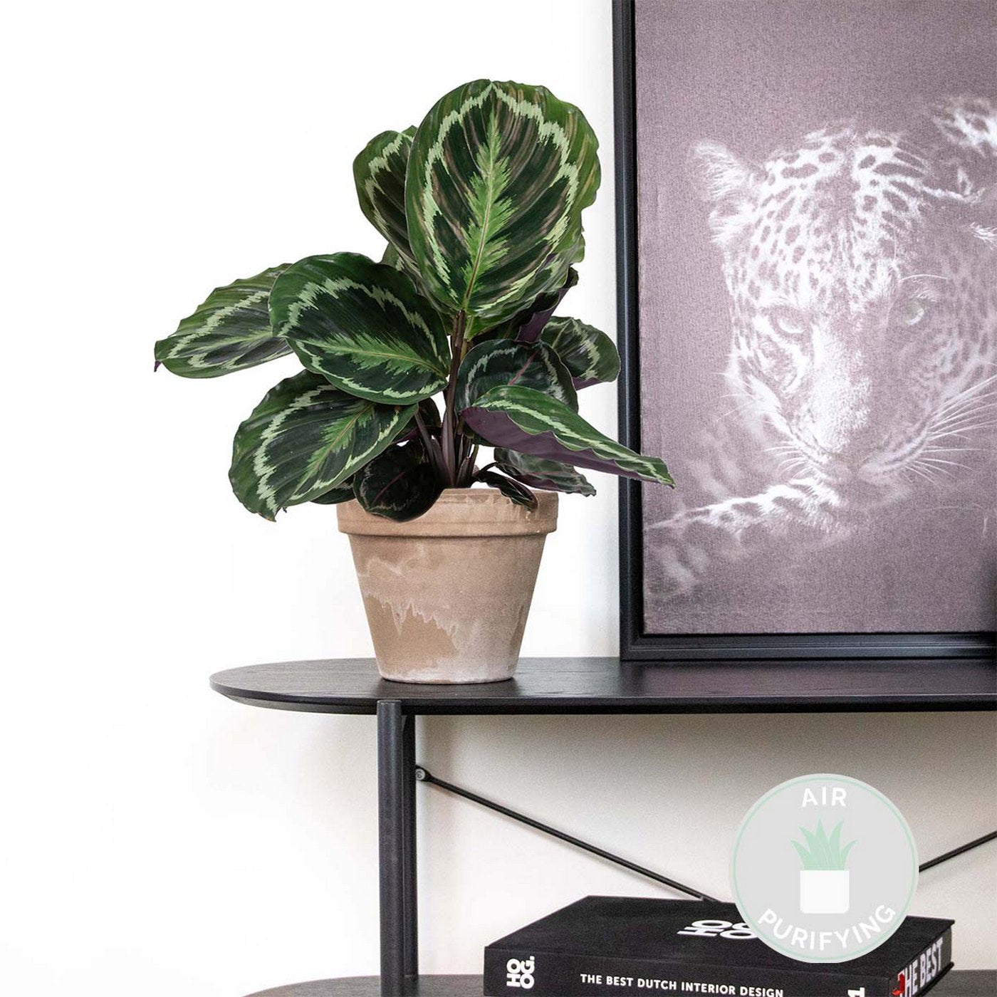 Calathea Medallion – Houseplant