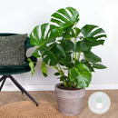 Monstera Deliciosa
