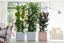 Lot de 2 Ficus Elastica Robusta – Plante d'Intérieur
