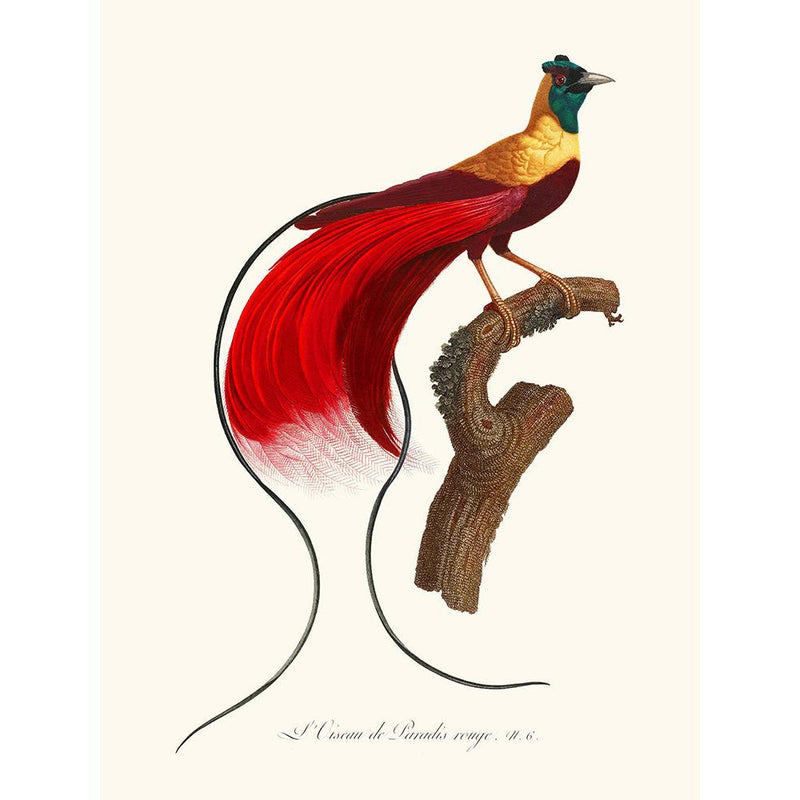 Sciences Naturelles - L'Oiseau De Paradis Rouge,Plumes De Paradis 3